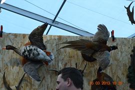 Expo-Aventuri 2013